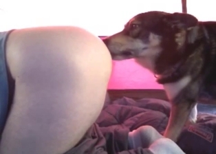 Doggy nicely licks and sniffs her snatch