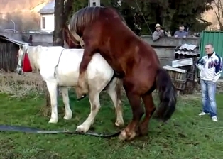 Brown stallion fucks a sexy white pony