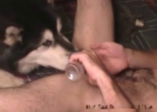 Cute young husky licks my loaded sausage