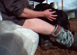Dog licks and sucks a loaded prick