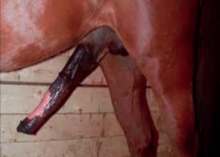 Stallion cums a really massive load