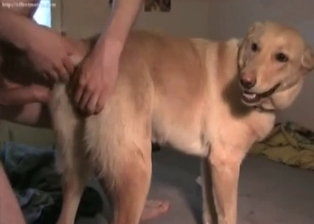 Anal sex with my trained doggy