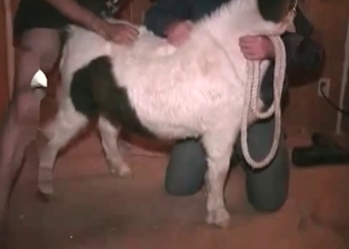 Horse likes filthy farm bestiality XXX