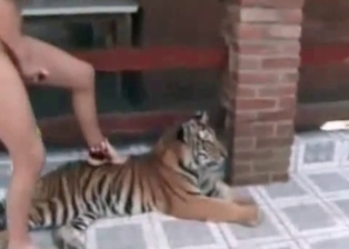 Slender mademoiselle and a tiger