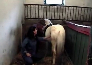 Stallion in gorgeous bestiality porn