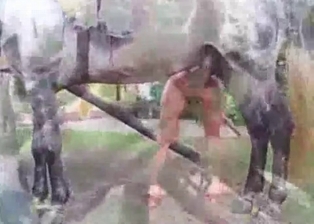 Tight cunt drilled by a black animal
