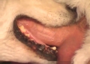 Dog sucks a nice cock of a horny male