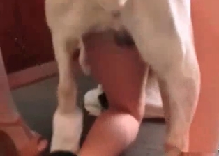 Cutie looks for dog dagger